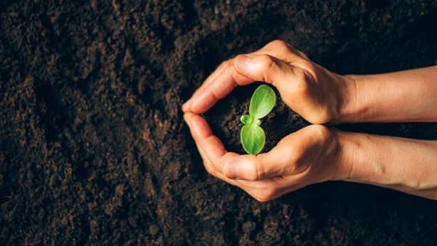Foto - Ölmek üzere olan bir bitkiyi canlandırmanın yolları