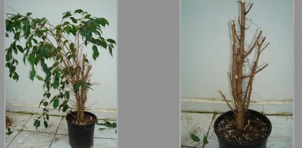 Foto - Ölmek üzere olan bir bitkiyi canlandırmanın yolları