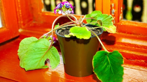 Foto - Ölmek üzere olan bir bitkiyi canlandırmanın yolları