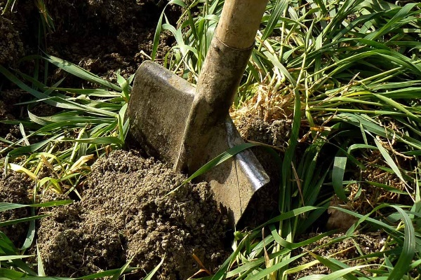 Foto - Ölmek üzere olan bir bitkiyi canlandırmanın yolları