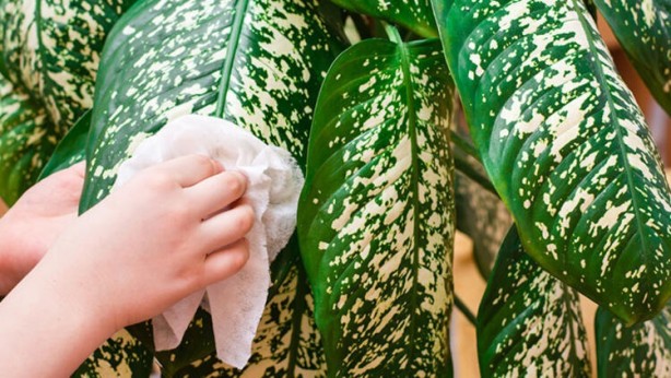 Foto - Ölmek üzere olan bir bitkiyi canlandırmanın yolları