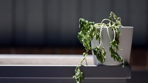 Foto - Ölmek üzere olan bir bitkiyi canlandırmanın yolları