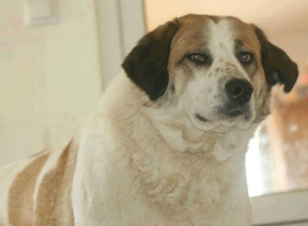 Foto - Ölmek üzereyken kurtardılar!