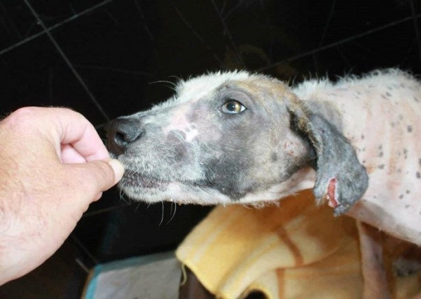 Foto - Ölmek üzereyken kurtardılar!