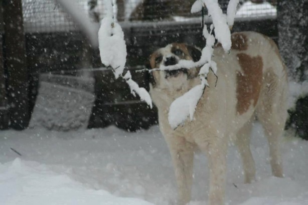 Foto - Ölmek üzereyken kurtardılar!