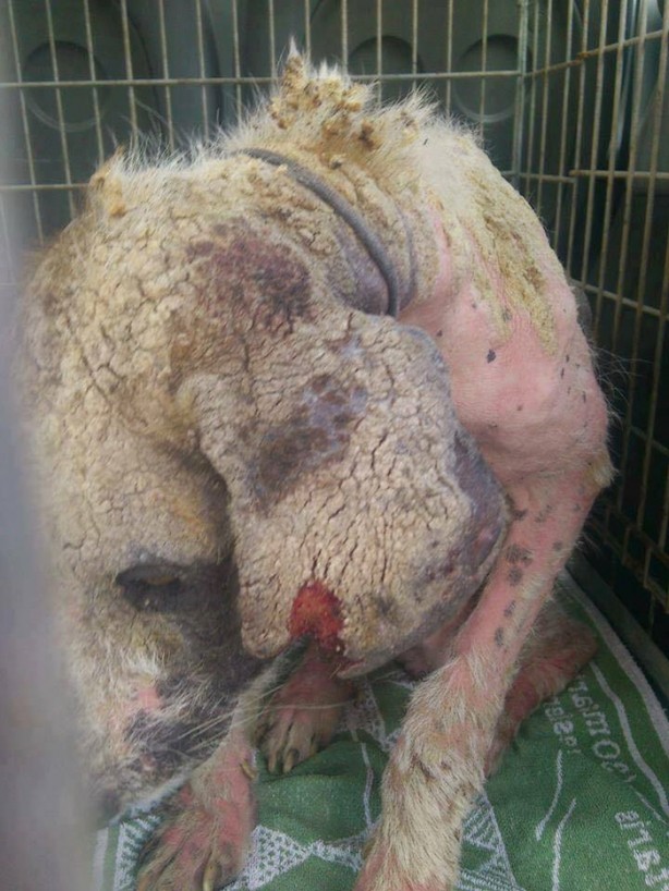 Foto - Ölmek üzereyken kurtardılar!