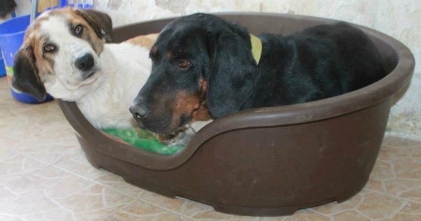 Foto - Ölmek üzereyken kurtardılar!