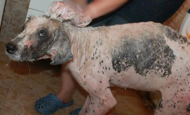 Foto - Ölmek üzereyken kurtardılar!