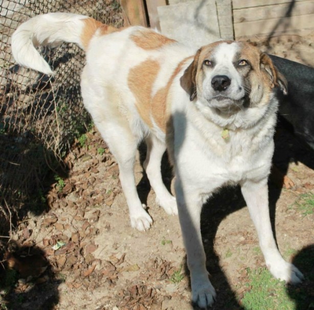 Foto - Ölmek üzereyken kurtardılar!