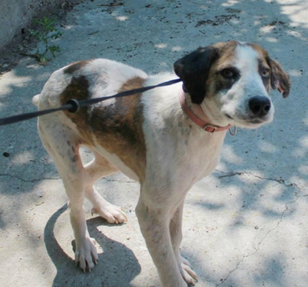 Foto - Ölmek üzereyken kurtardılar!