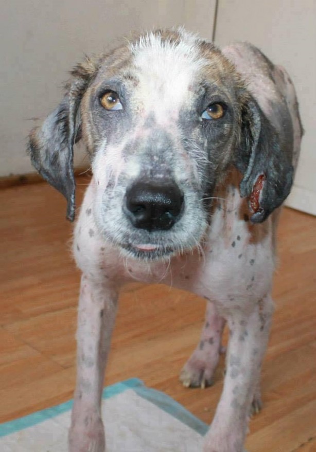 Foto - Ölmek üzereyken kurtardılar!