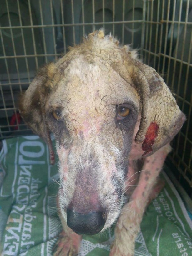 Foto - Ölmek üzereyken kurtardılar!