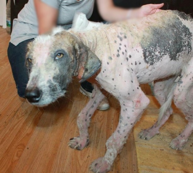 Foto - Ölmek üzereyken kurtardılar!