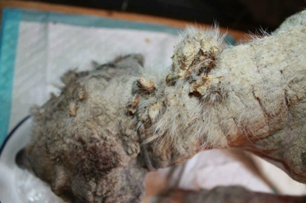 Foto - Ölmek üzereyken kurtardılar!