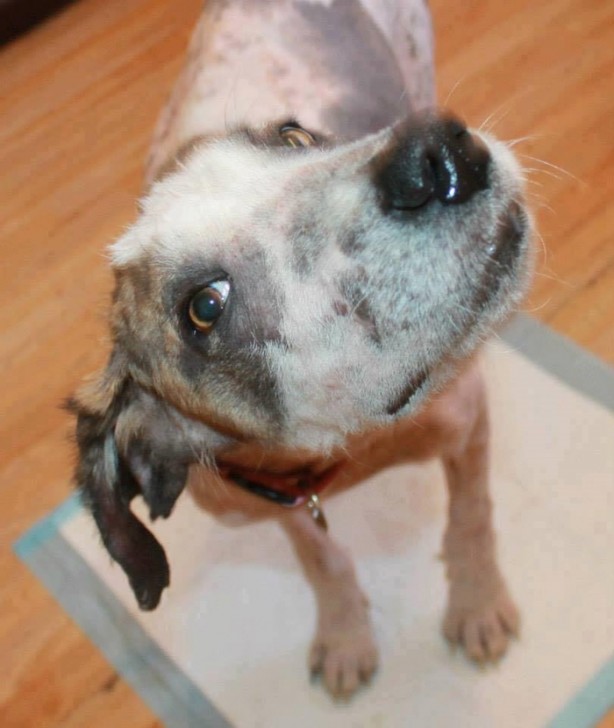 Foto - Ölmek üzereyken kurtardılar!