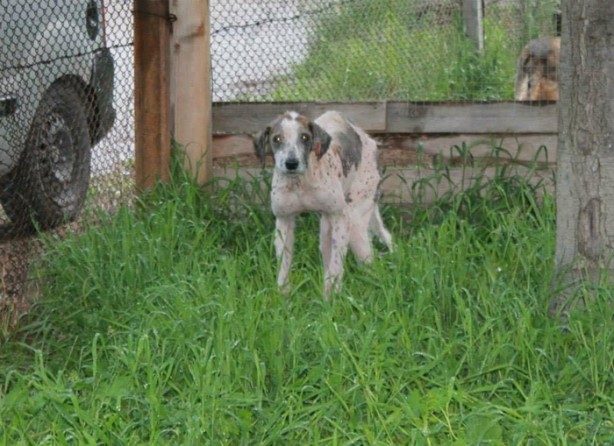 Foto - Ölmek üzereyken kurtardılar!