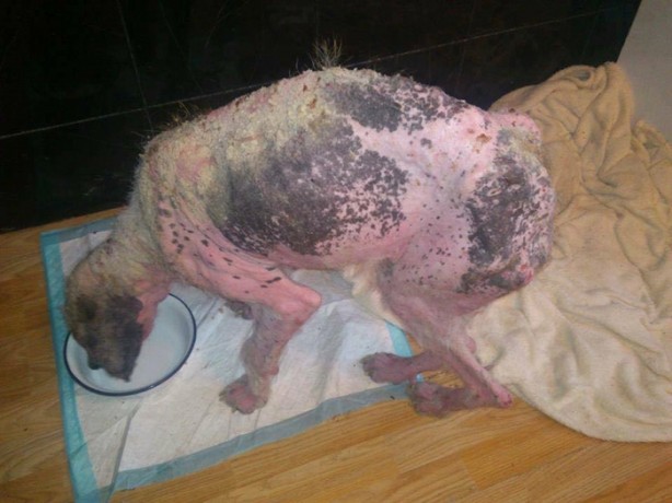 Foto - Ölmek üzereyken kurtardılar!