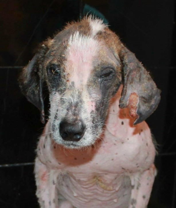 Foto - Ölmek üzereyken kurtardılar!