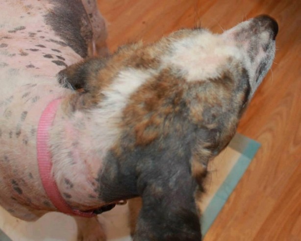 Foto - Ölmek üzereyken kurtardılar!