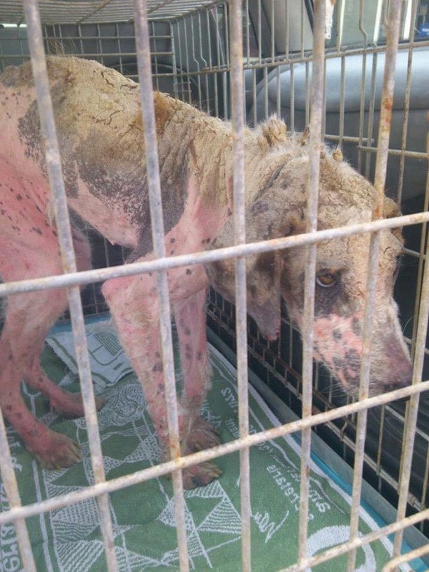 Foto - Ölmek üzereyken kurtardılar!