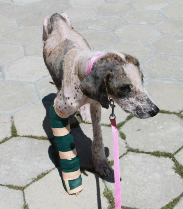 Foto - Ölmek üzereyken kurtardılar!