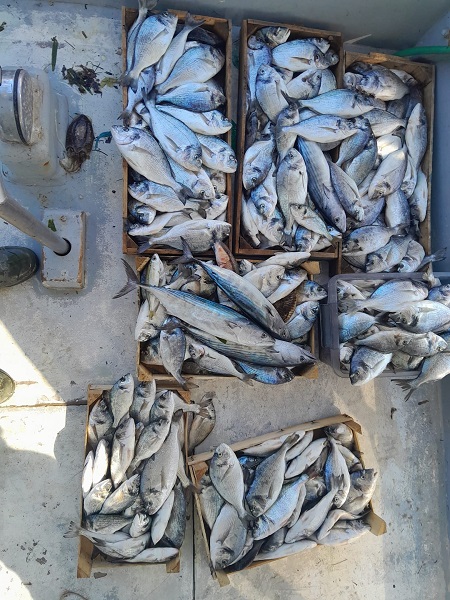 Foto - Oltasını alan sahile koştu | Antalya'da balıklar firar etti!