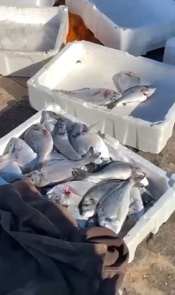 Foto - Oltasını alan sahile koştu | Antalya'da balıklar firar etti!