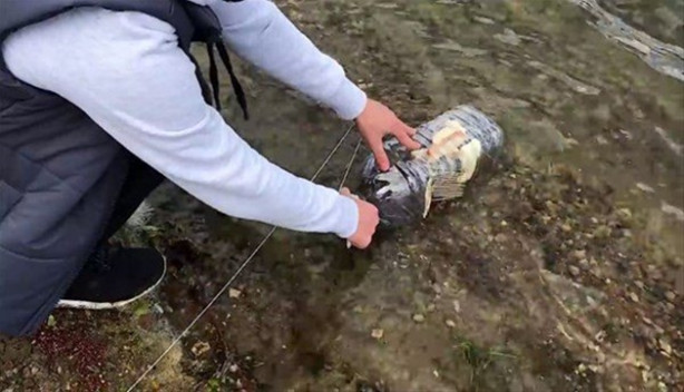 Foto - Oltasız da balık tutmak mümkün! İşte o kolay yöntem...