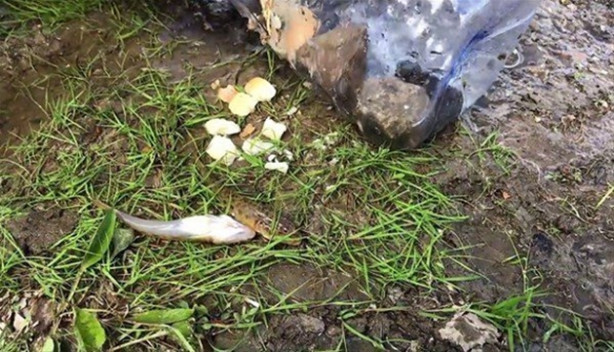 Foto - Oltasız da balık tutmak mümkün! İşte o kolay yöntem...