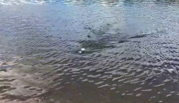 Foto - Oltasız da balık tutmak mümkün! İşte o kolay yöntem...