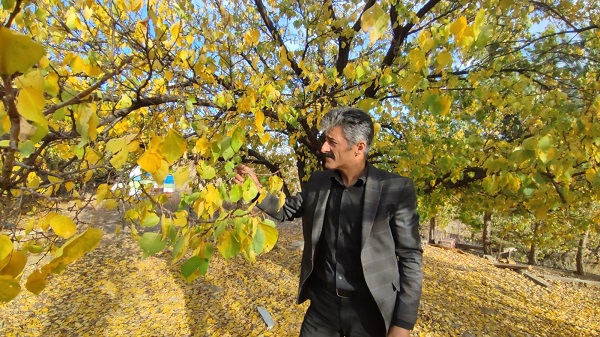 Foto - Oltu’da meyve ağaçlarına vefa örneği