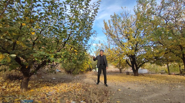 Foto - Oltu’da meyve ağaçlarına vefa örneği