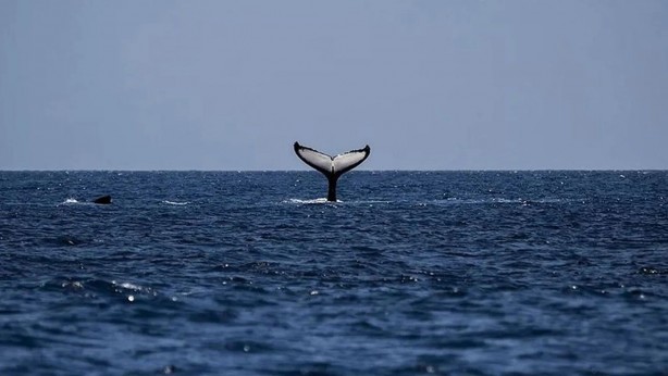 Foto - Ölü balinanın içinden çıktı! Tam 500 bin Euro değerinde!