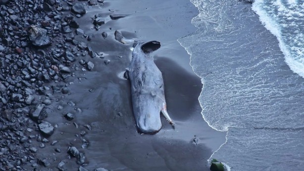 Ölü balinanın içinden çıktı! Tam 500 bin Euro değerinde!