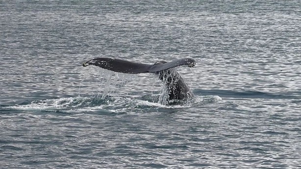 Foto - Ölü balinanın içinden çıktı! Tam 500 bin Euro değerinde!