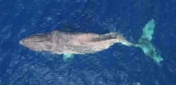 Foto - Ölü balinanın içinden servet çıktı!