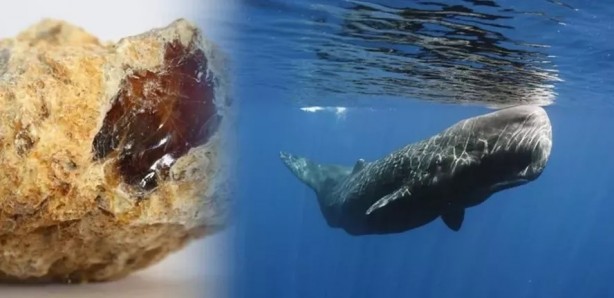 Ölü balinanın içinden servet çıktı!