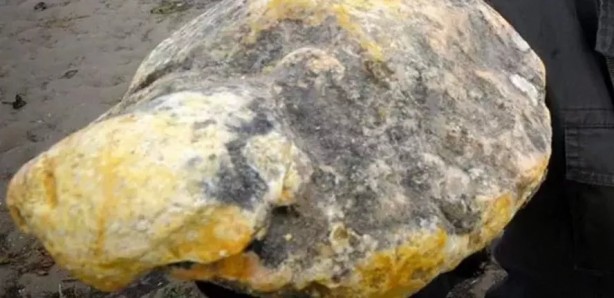 Foto - Ölü balinanın içinden servet çıktı!