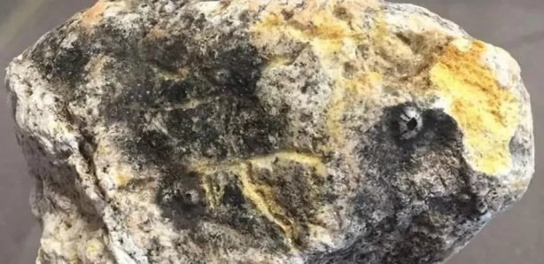 Foto - Ölü balinanın içinden servet çıktı!