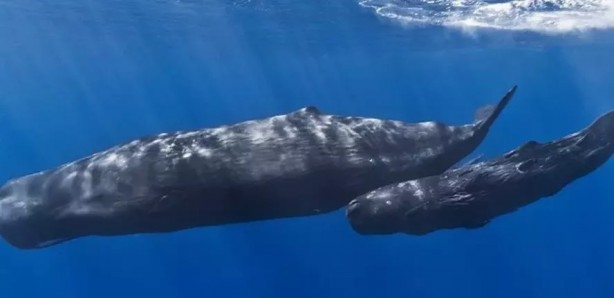 Foto - Ölü balinanın içinden servet çıktı!