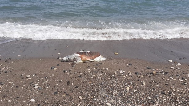 Foto - Ölü caretta caretta sahile vurdu