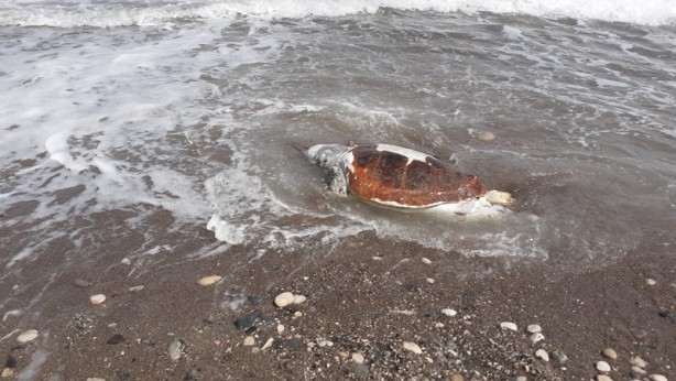 Foto - Ölü caretta caretta sahile vurdu