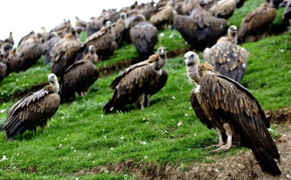 Foto - Ölülerine öyle bir şey yapıyorlar ki!