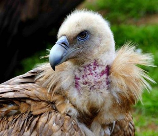 Foto - Ölülerini akbabalara yediriyorlar