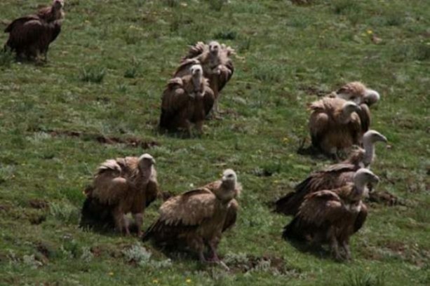 Foto - Ölülerini akbabalara yediriyorlar