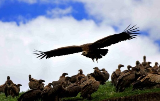 Foto - Ölülerini akbabalara yediriyorlar
