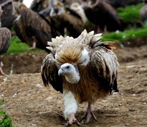 Foto - Ölülerini akbabalara yediriyorlar