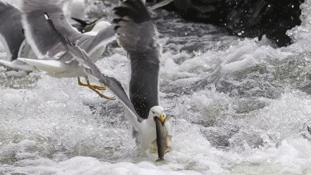 Foto - Ölüm ile yaşam arasındaki ince ve zorlu çizgi: İnci Kefali’nin tuzaklarla dolu göç yolculuğu belgesellere taş çıkarıyor...