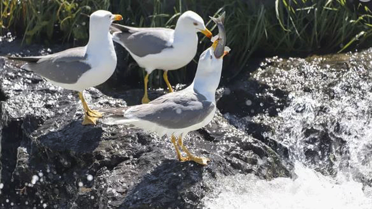 Foto - Ölüm ile yaşam arasındaki ince ve zorlu çizgi: İnci Kefali’nin tuzaklarla dolu göç yolculuğu belgesellere taş çıkarıyor...