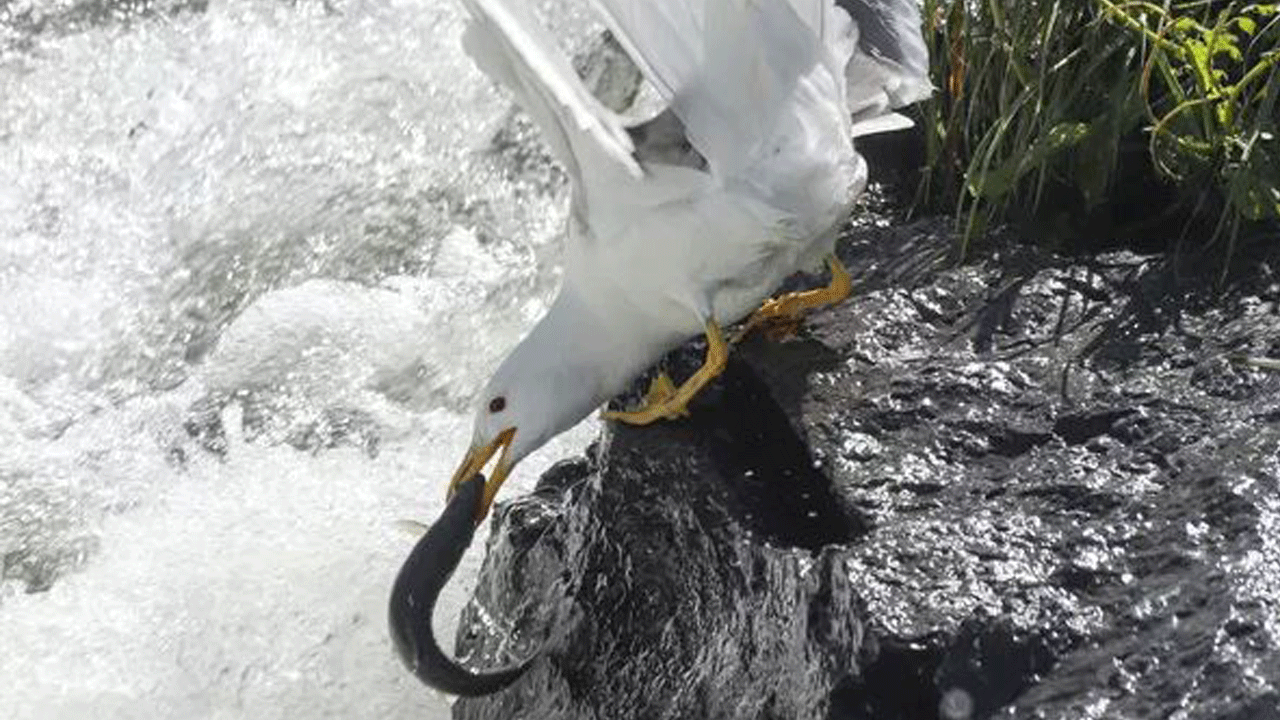 Foto - Ölüm ile yaşam arasındaki ince ve zorlu çizgi: İnci Kefali’nin tuzaklarla dolu göç yolculuğu belgesellere taş çıkarıyor...